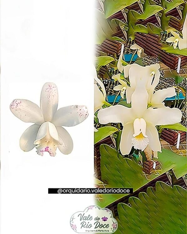 Cattleya intermedia flamea suav x Cattleya Amethystoglossa - Adultas