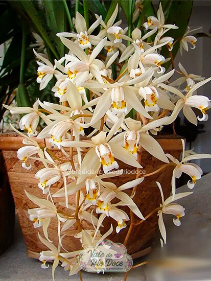 Coelogyne Flaccida - Adulta