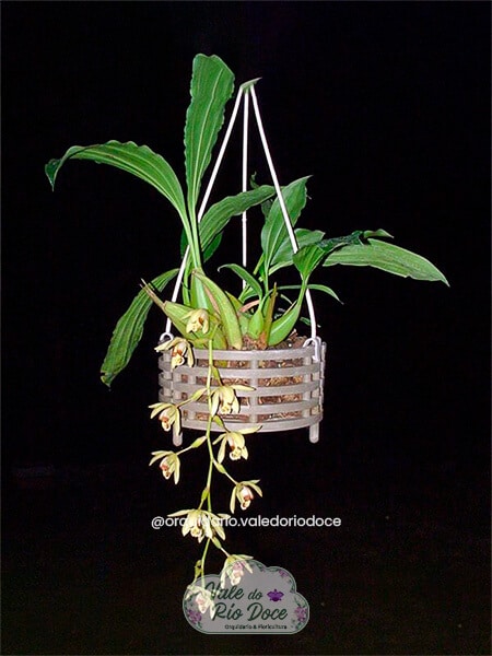 Coelogyne Tomentosa - Adulta