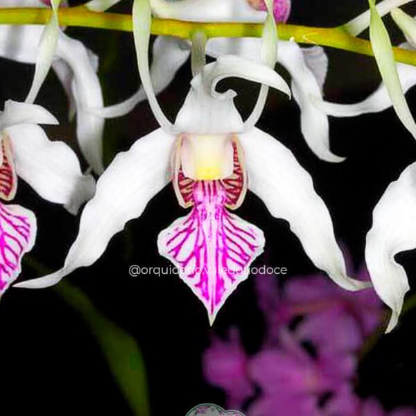 Dendrobium Antenatum - Adulta