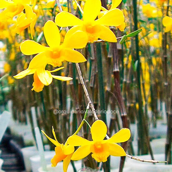 Dendrobium Hancockii - Adulta
