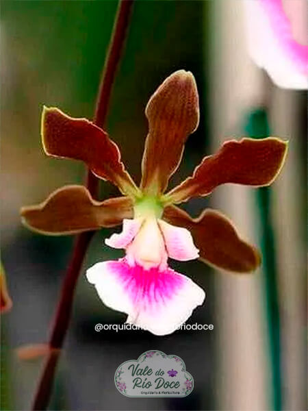 Encyclia Randii - Adulta