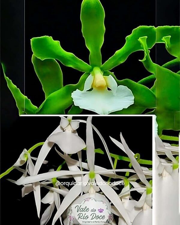 Encyclia Randii Alba x Encyclia Adenocaula Alba - Adulta