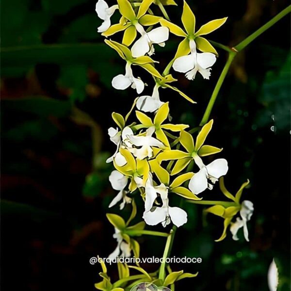 Epidendrum Stamfordianum Albo - Adulta