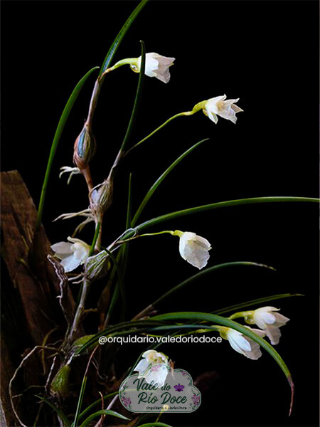 Orquidea Isabelia Pulchella Alba - Adulta