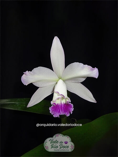 Laelia Tenebrosa (Cattleya harrisoniae x Cattleya loddigesii) - Adulta