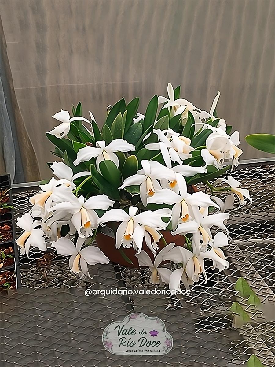 Laelia Jongheana Alba x L. Schomburgkia Superbiens Alba - Adulta