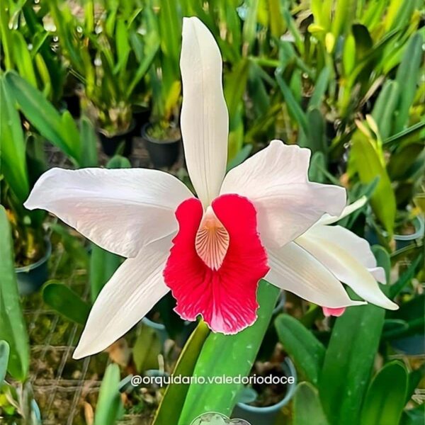 Laelia purpurata Carnea - Adulta