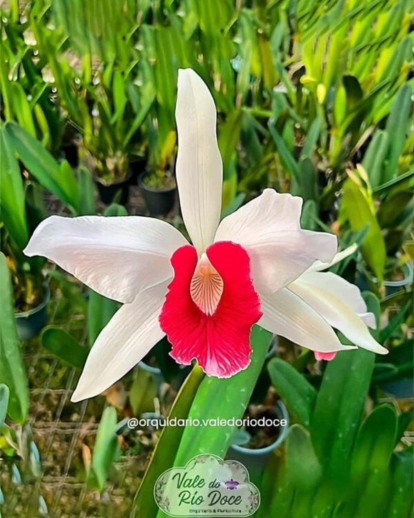 Laelia purpurata Carnea - Adulta