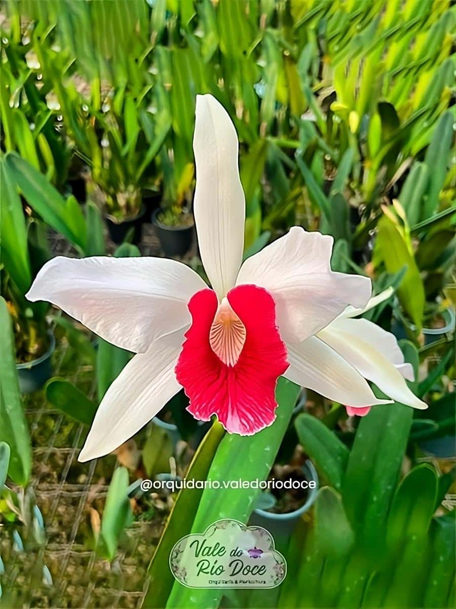 Laelia purpurata Carnea - Adulta