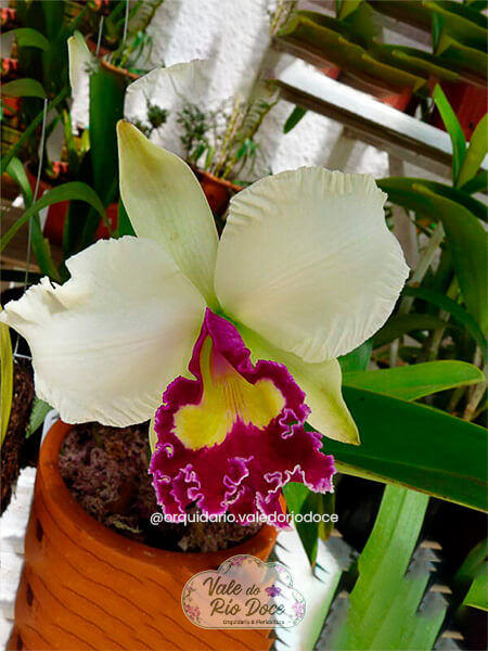 Laeliocattleya Stape Zuinho "Happy Bell" - Adulta