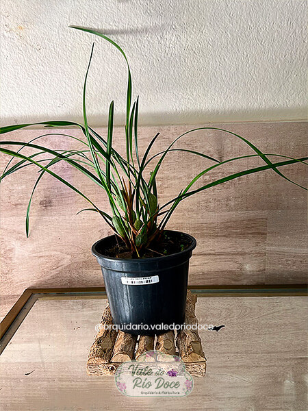Maxillaria Tenuifolia - Adulta