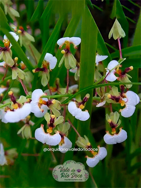 Ornithophora Radicans - Adulta