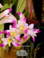 Orquídea Coelia Bella ( Bothriochilus bellus) - Adulta