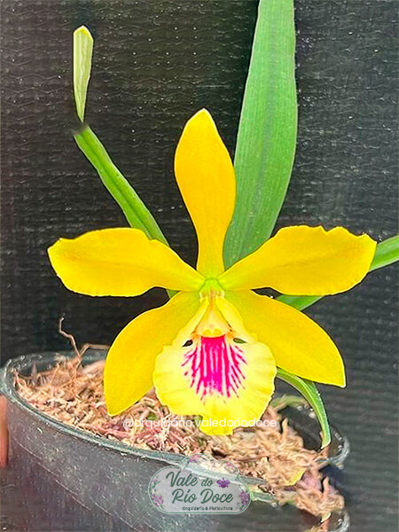 Yamadara Sammie Evans x Encyclia Randii Alba - Adulta