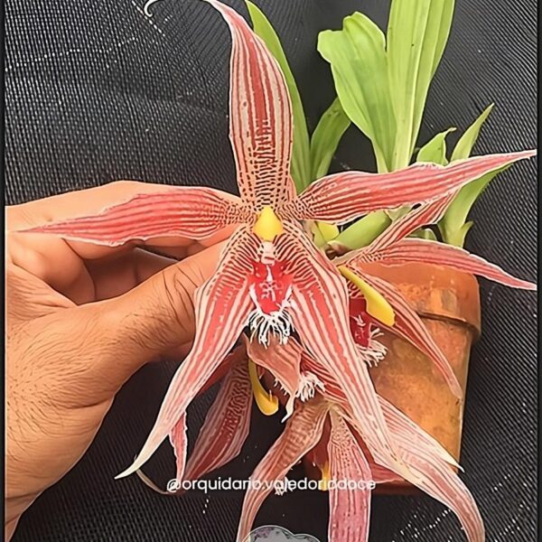 Paphinia Majestic - Adulta