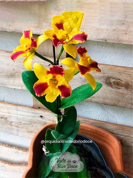 Potinara Brurana Beauty - Adulta
