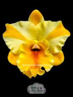 RLC Nell Hammer - Adulta