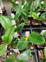 RLC Nell Hammer - Adulta - Imagem 2