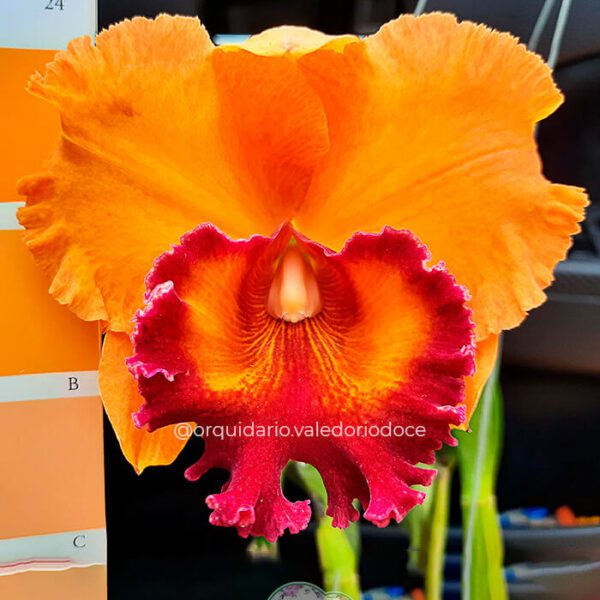 RLC Twenty Four Karat - Adulta