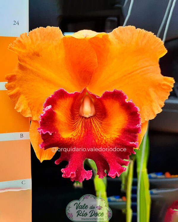 RLC Twenty Four Karat - Adulta
