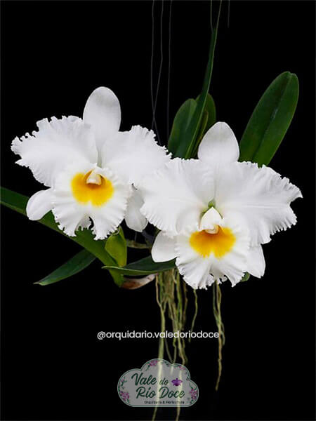 Rhyncholaeliocattleya Shinaphat Diamon - Adulta