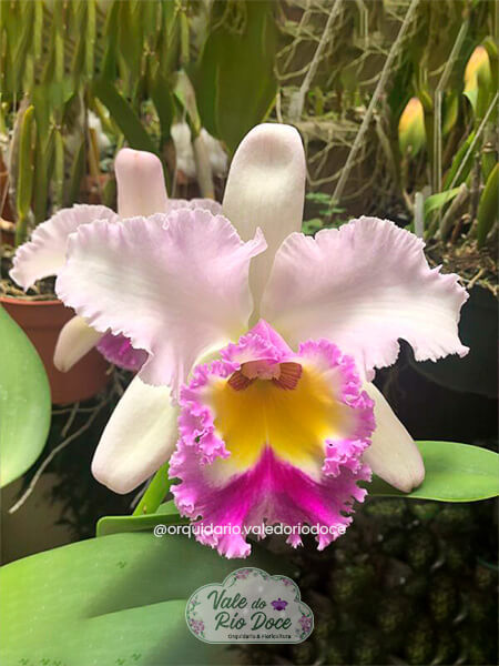Rhyncholaeliocattleya Siam Pink - Adulta
