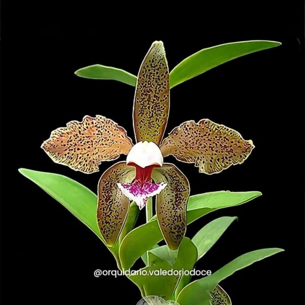 Schofieldiana x Laelia Tenebrosa - Adulta