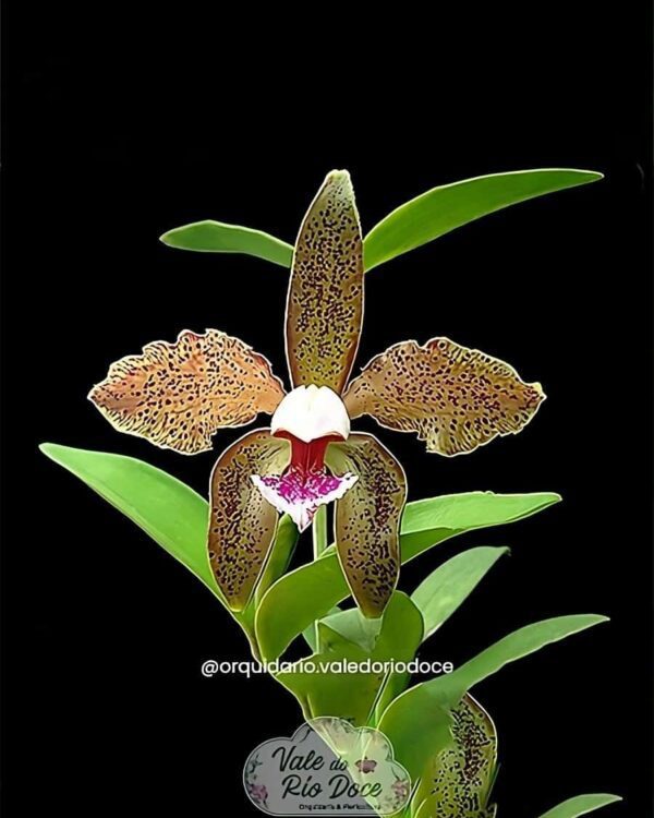 Schofieldiana x Laelia Tenebrosa - Adulta