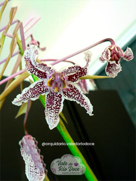 Schomburgkia Lyonsii - Adulta