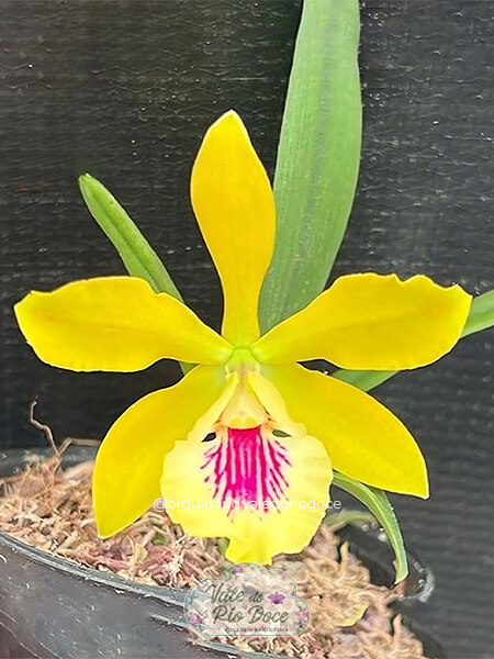 Yamadara Yellow x Randii Alba - Adulta