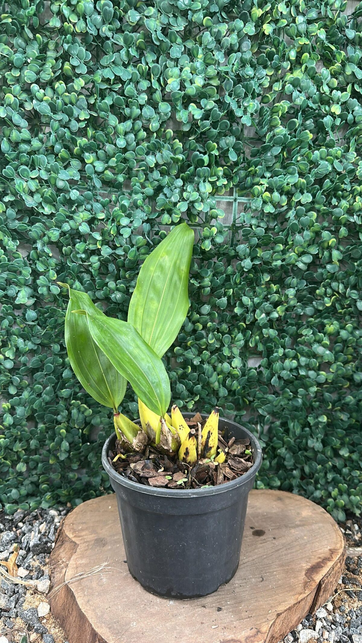 Bifrenaria Semi Alba