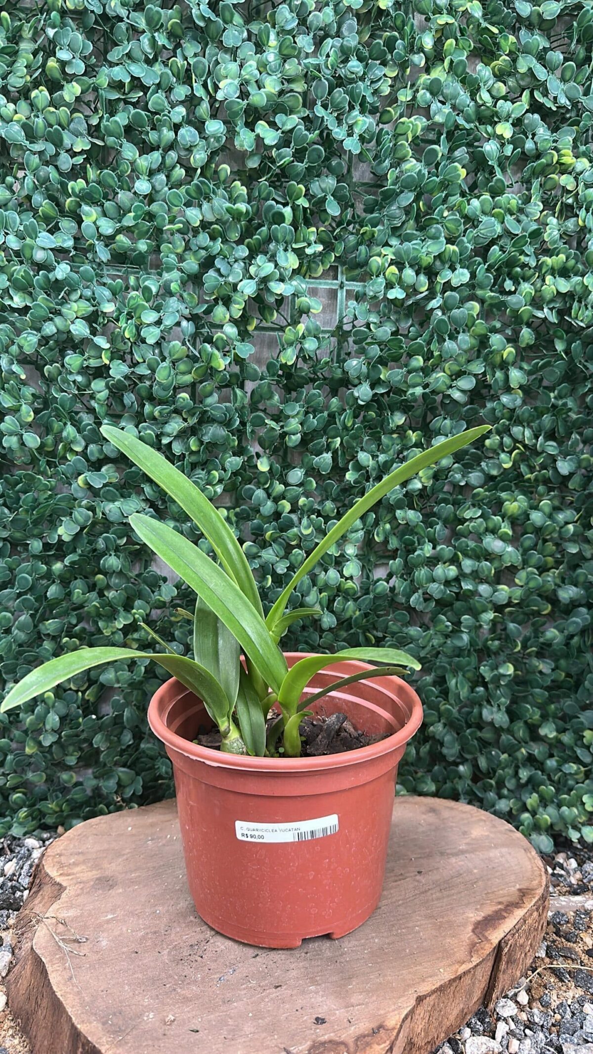 Cattleya Guaricyclia Yucatan