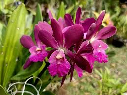 Cattleya Guaricyclia Yucatan