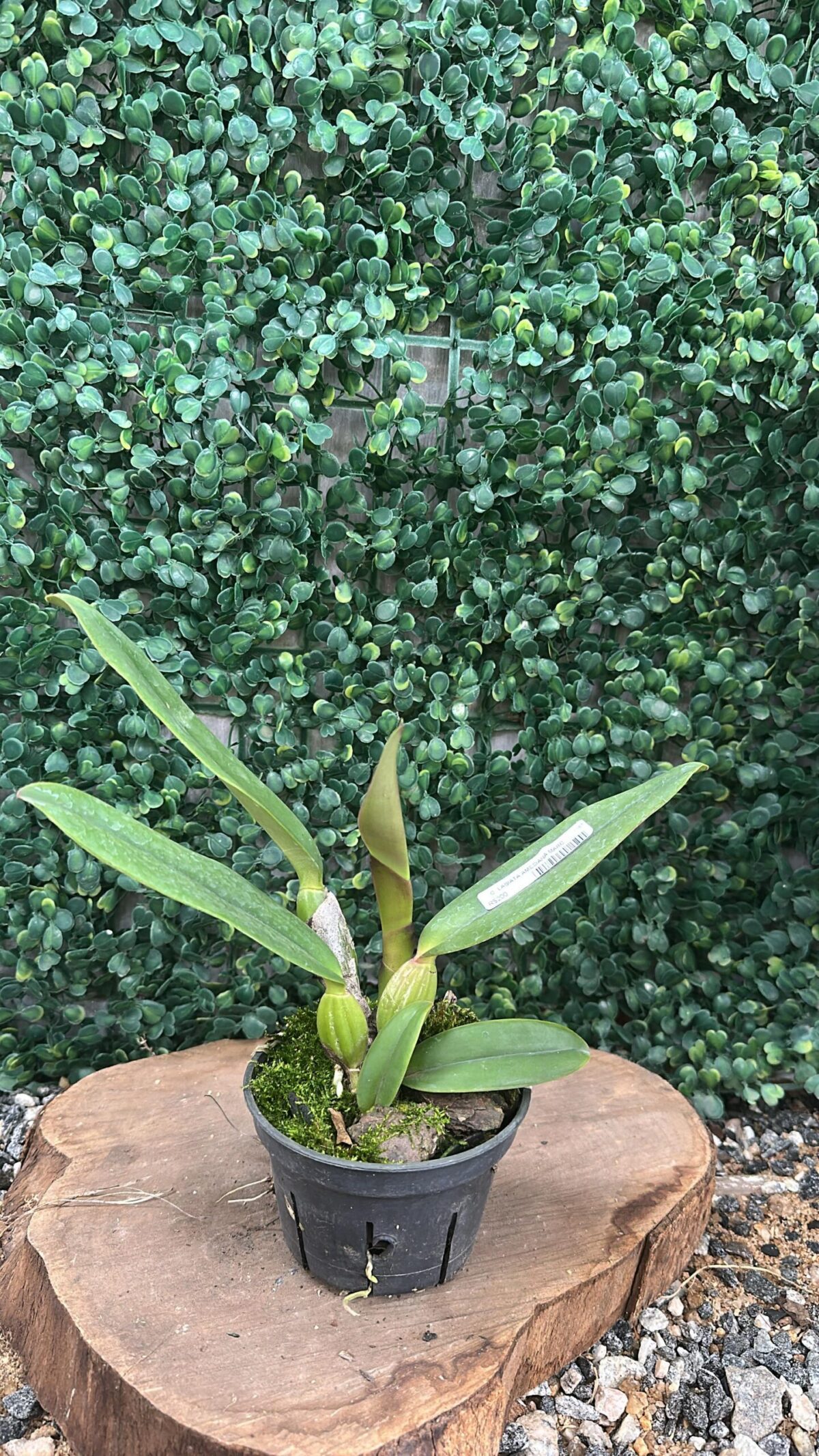 Cattleya Labiata Amesiana Marcia Regina