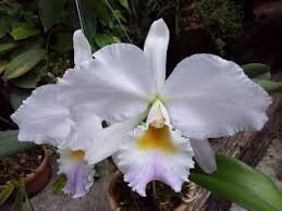 Cattleya Labiata Amesiana Marcia Regina