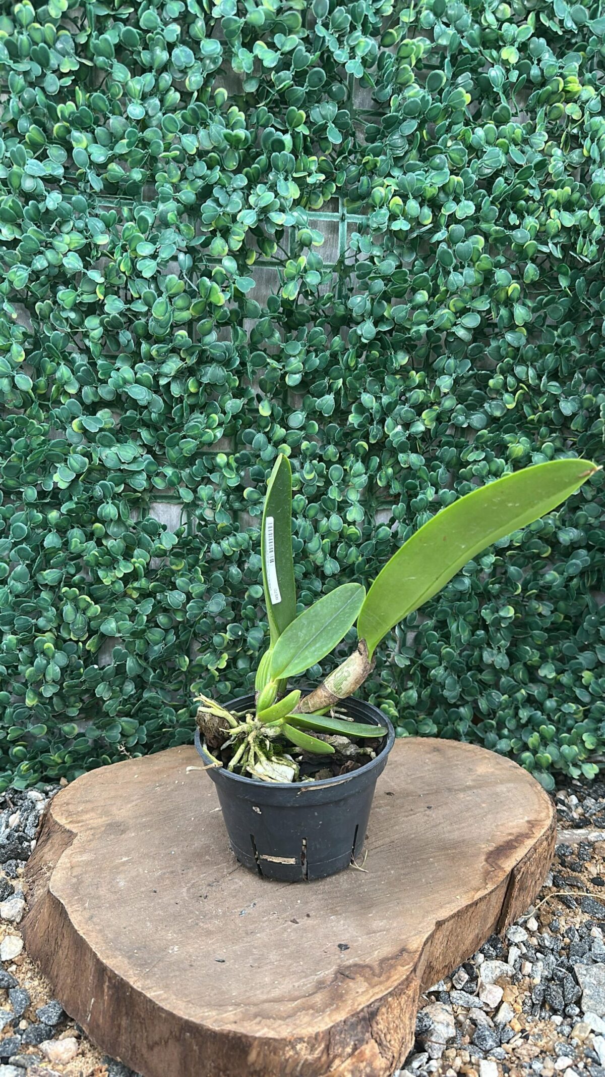 Cattleya Labiata Coerulea - Adulta
