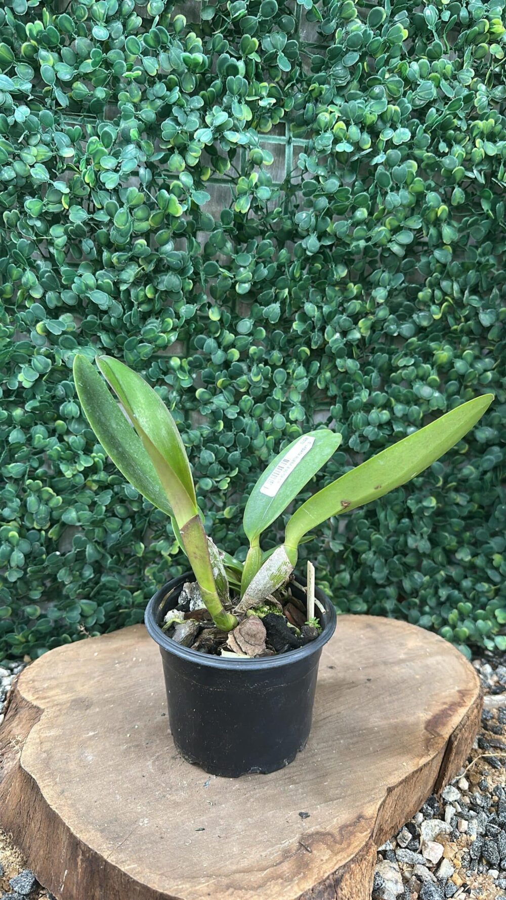 Cattleya Labiata Rubra x Vera Cruz - Imagem 2