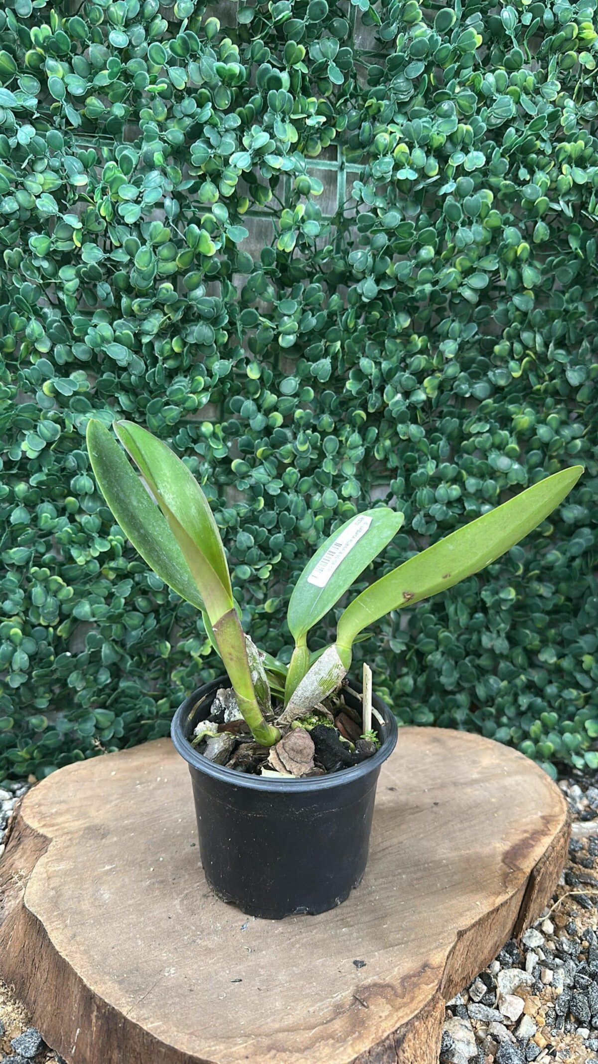 Cattleya Labiata Rubra x Vera Cruz