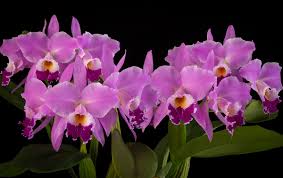 Cattleya Labiata Rubra x Vera Cruz