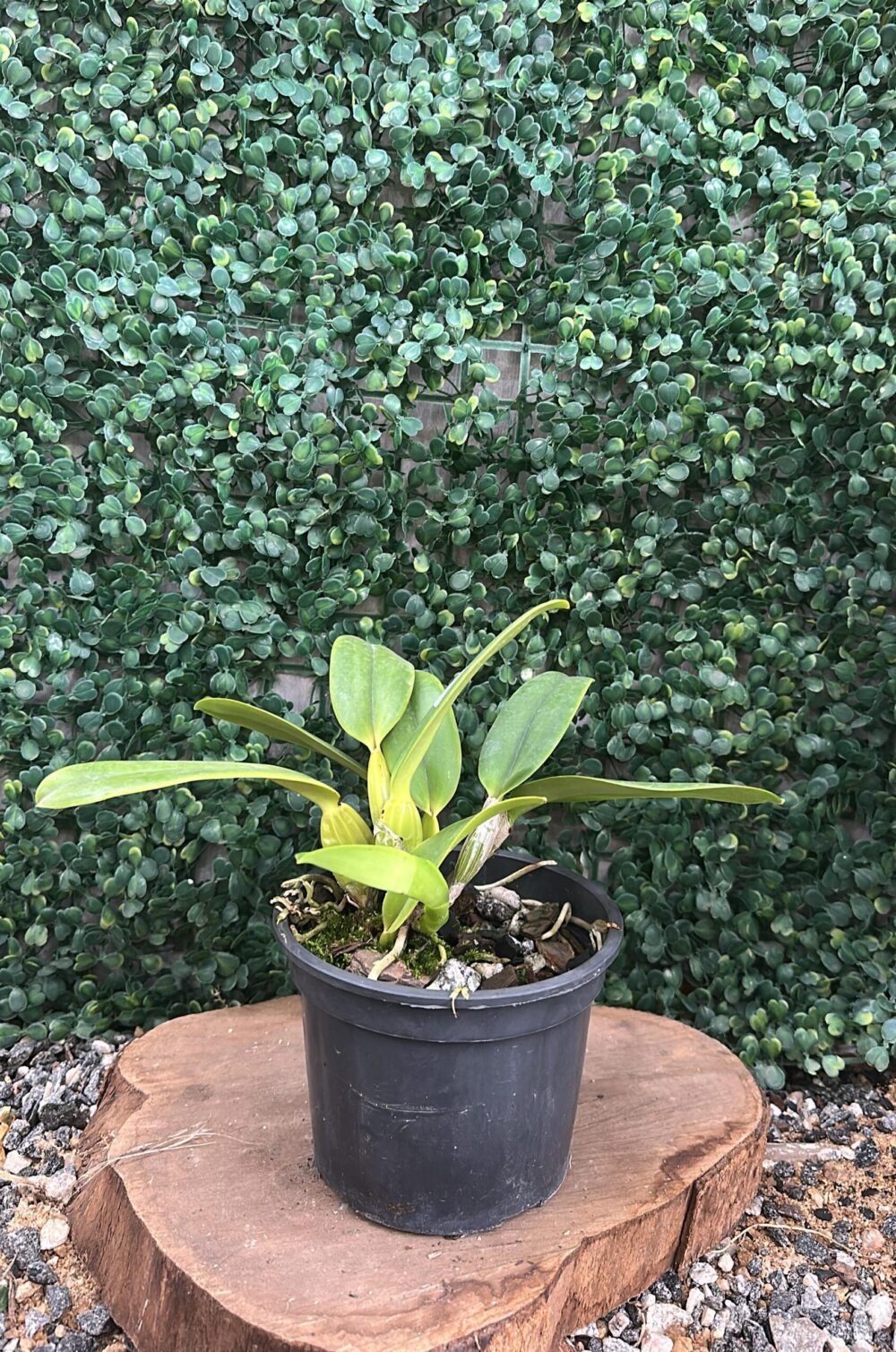 Cattleya Labiata Semi Alba Marina - Imagem 2