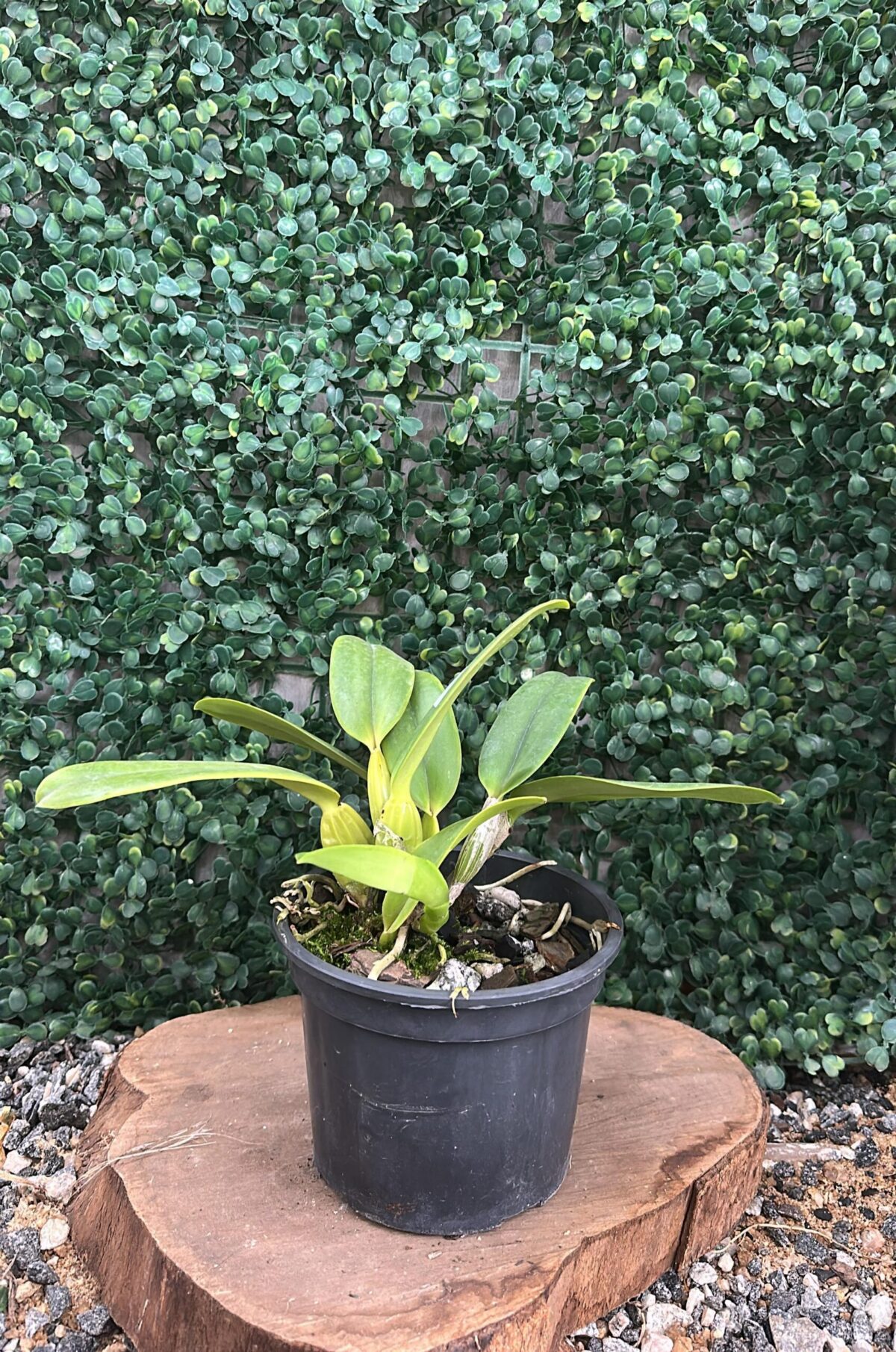 Cattleya Labiata Semi Alba Marina
