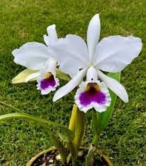 Cattleya Labiata Semi Alba Marina