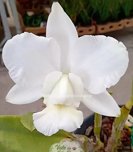 Cattleya Dayane Wenzel - Adulta