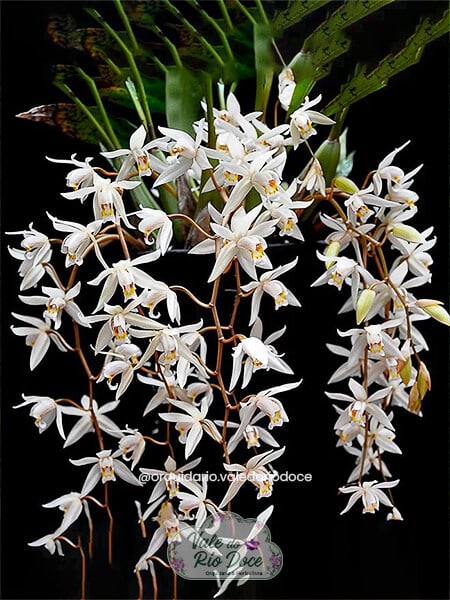 Coelogyne Flaccida - Adulta