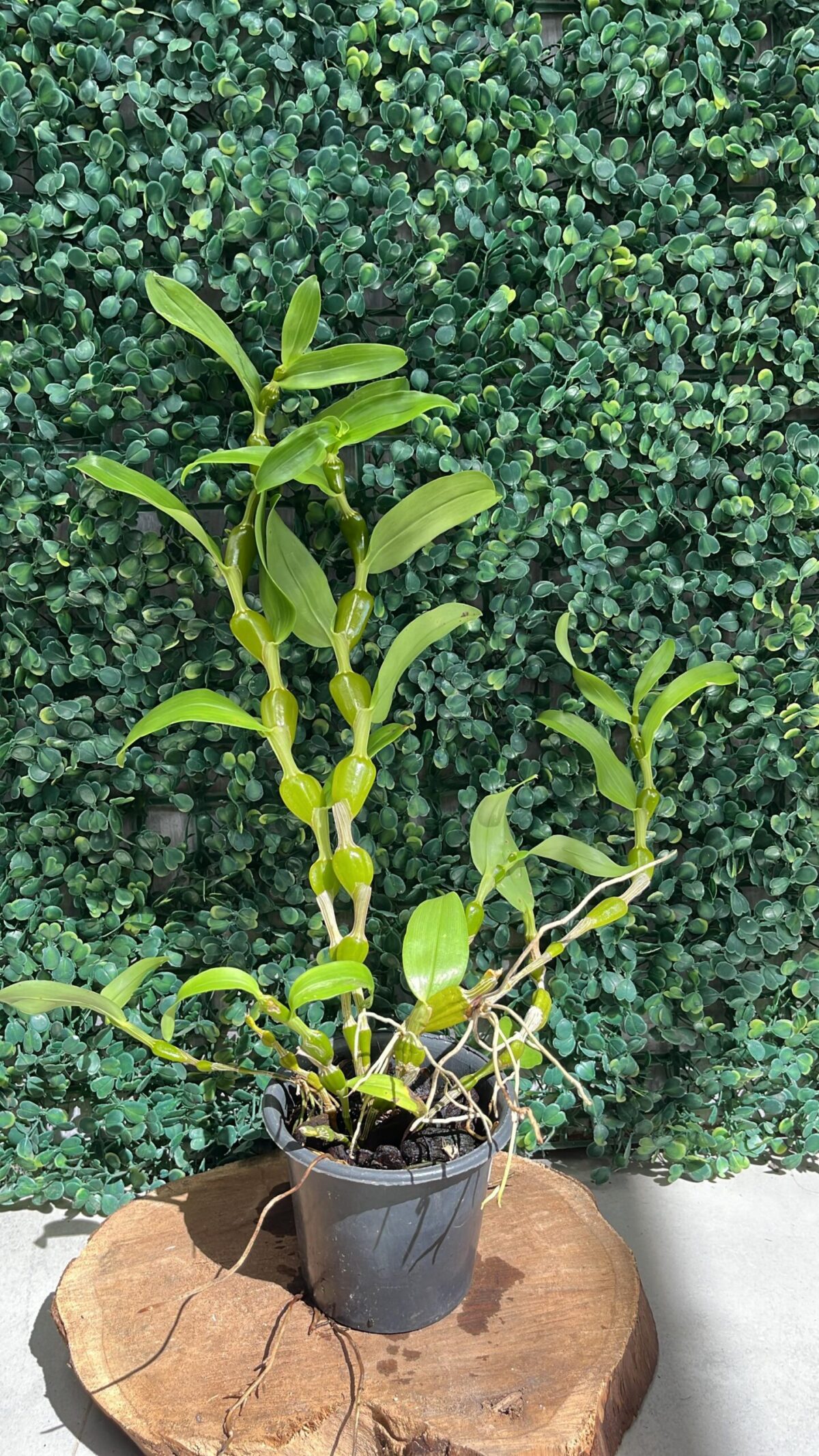 Dendrobium Findlayanum