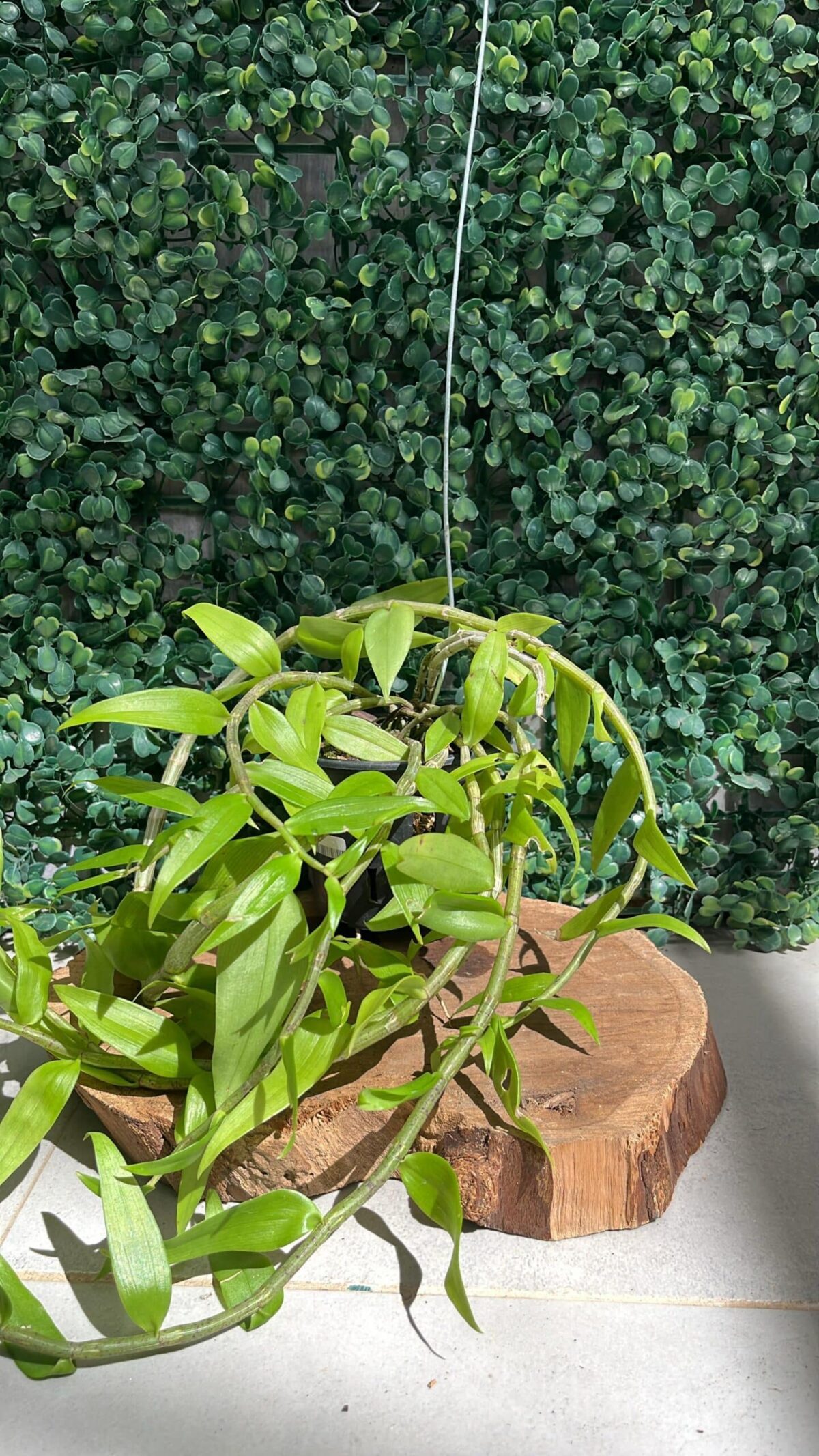 Dendrobium Pierardii
