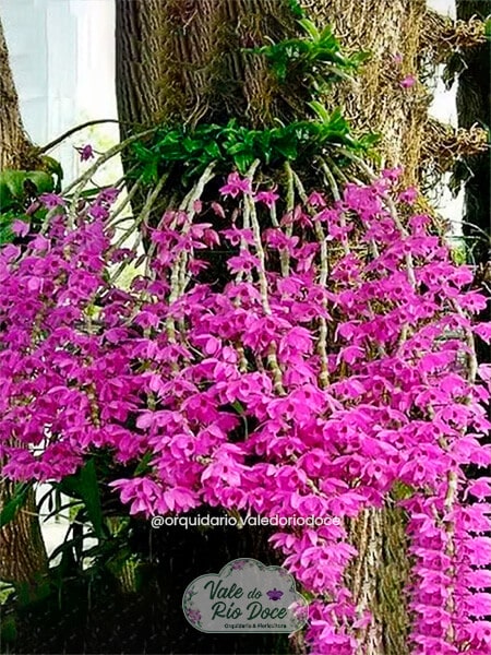 Dendrobium Anosmum Tipo - Adulto