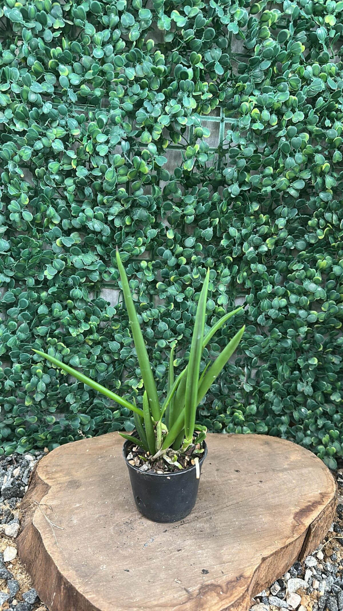 Encyclia Randii X Brassavola Nodosa