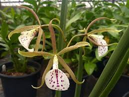 Encyclia Randii X Brassavola Nodosa